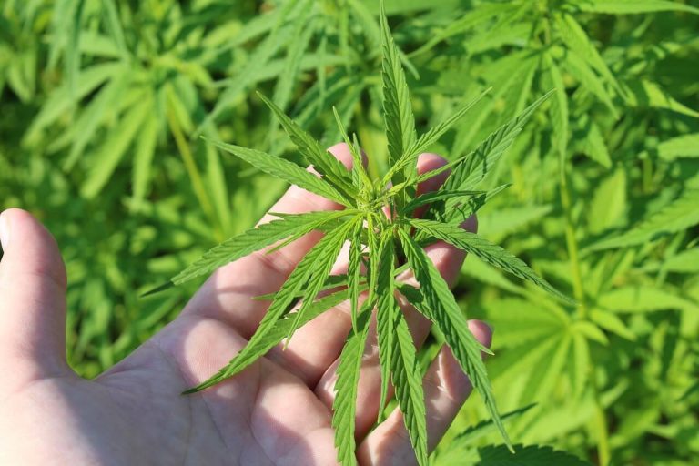 Georgia’s New Hemp Law Prompts Some Jurisdictions to Stop Prosecuting Marijuana Cases
