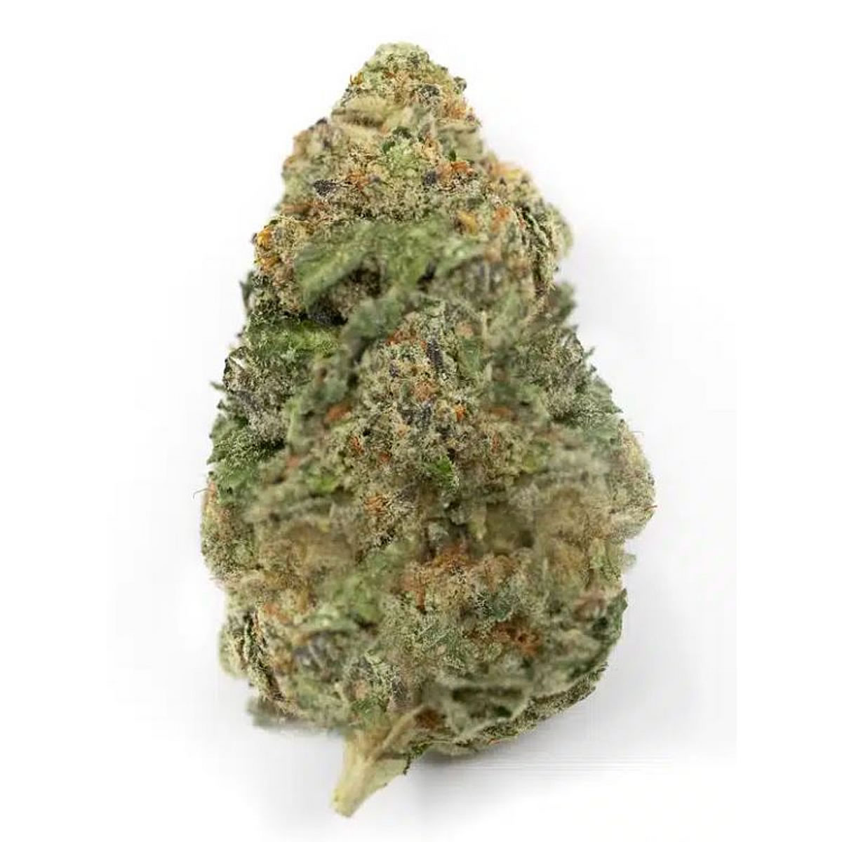 sativa thca flower bud